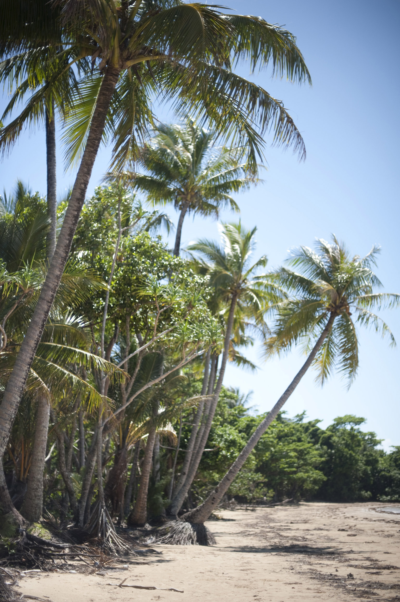 an image of Palm trees at Mission Beach, Queensland, Australia with its deserted golden sand perfect for a tropical holiday or vacation