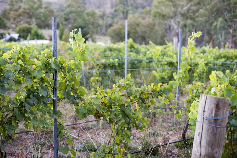 Green healthy wine grapes grow in rows along a trellis on a vineyard in the Adelaide hills, Australia.