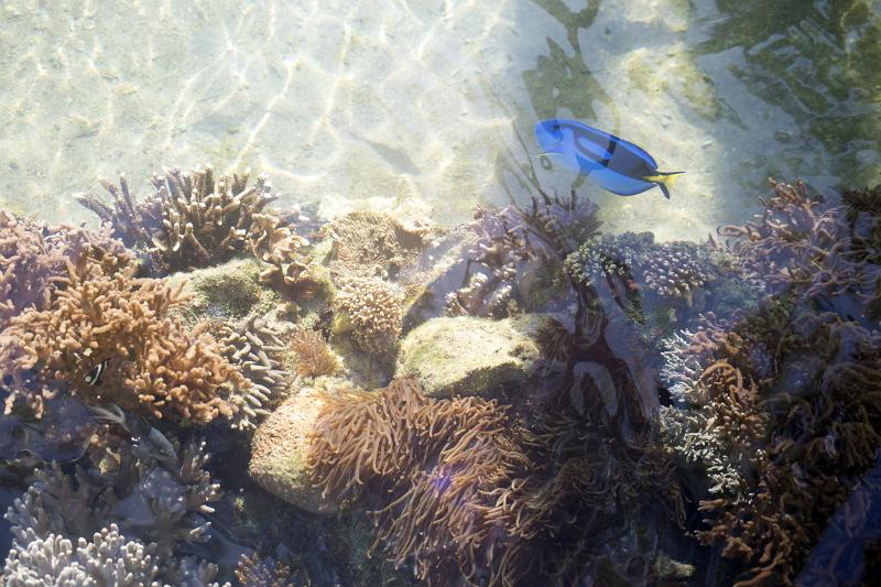Underwater view of fish swimming among reef in ocean