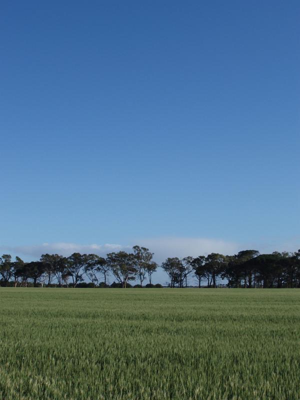 Fresh Green Rural Landscape on Blue Sky Background. Captured in Extensive View.