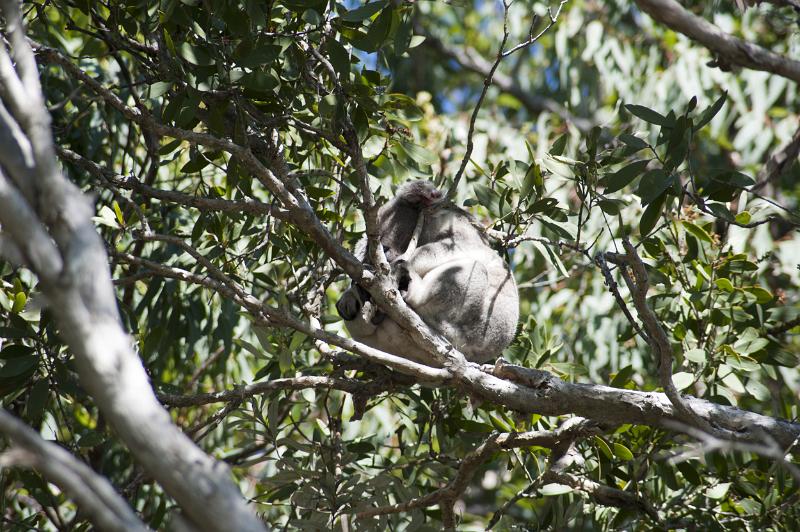 Koala sitting perched on a branch in a gum or eucalyptus tree in Australia viewed from below