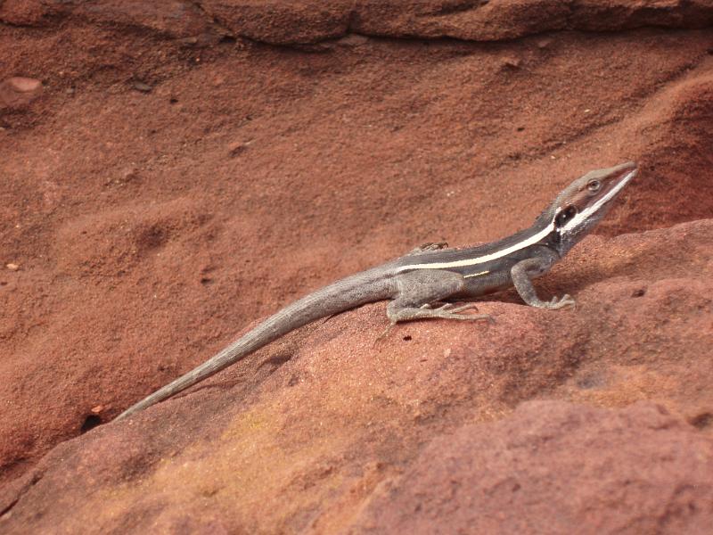 Close up Small Lizard Crawling on a Textured Red Brown Rock