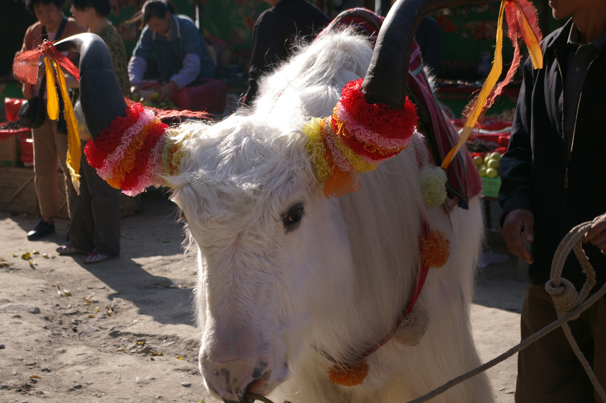 an image of Close up Attractive Decorated Horns of White Ox Animal