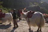 Decorated Horns of White Ox Animal on a Caravan Event in China