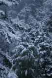 Background of evergreen winter trees blanketed in snow on a cold winter day conceptual of nature, weather and the seasons