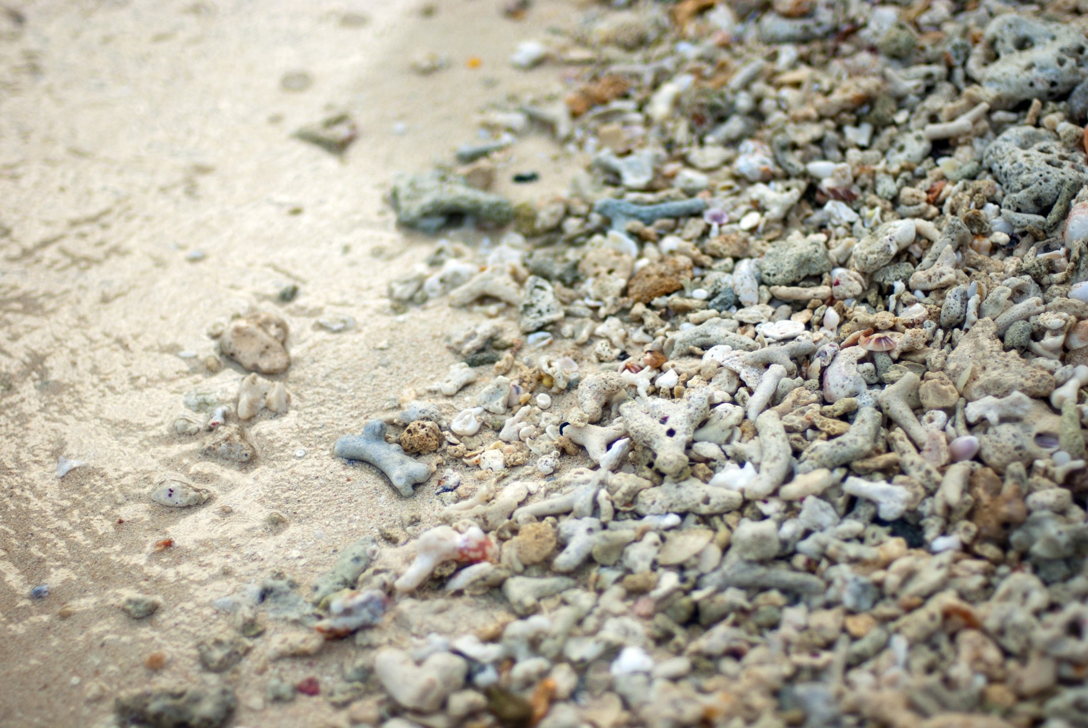 an image of Broken coral damaged in storms and washed up onto the seashore by the tides and wind
