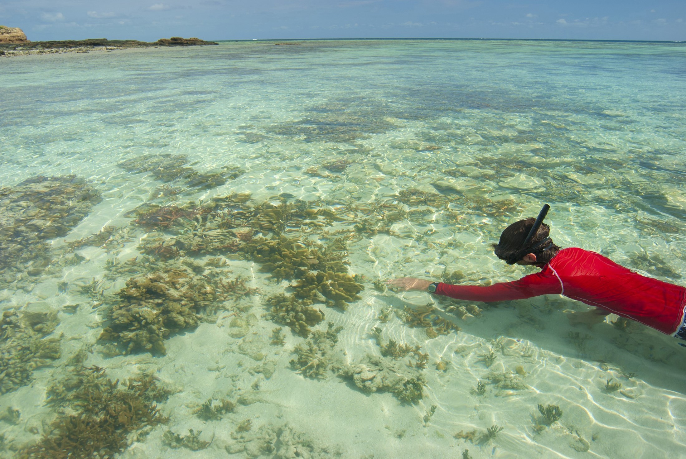 an image of Skindiver swimming in a tropical sea using a snorkel and goggles to view the underwater marine life with plenty of copyspace