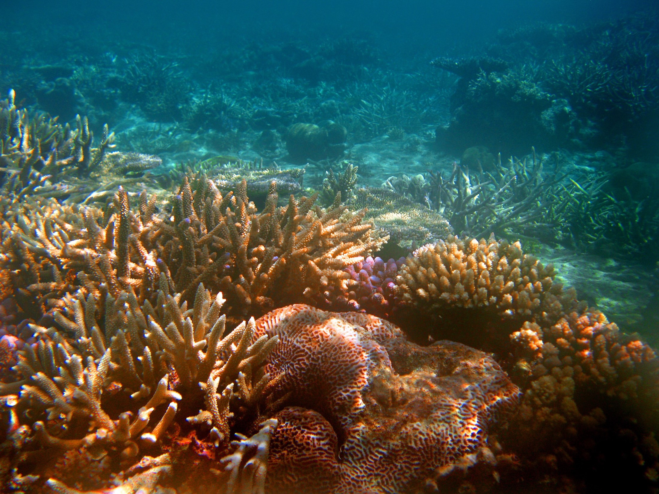 an image of View through crystal clear tropical water of a variety of beautiful underwater corals growing on an offshore reef in Fiji