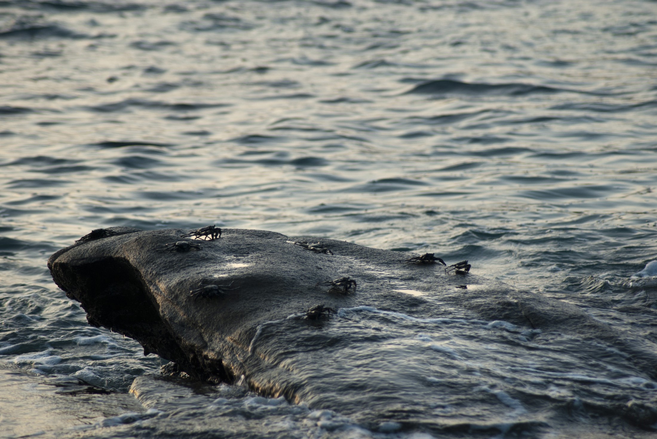 an image of Small marine crabs on a rock at the edge of the surf with copyspace