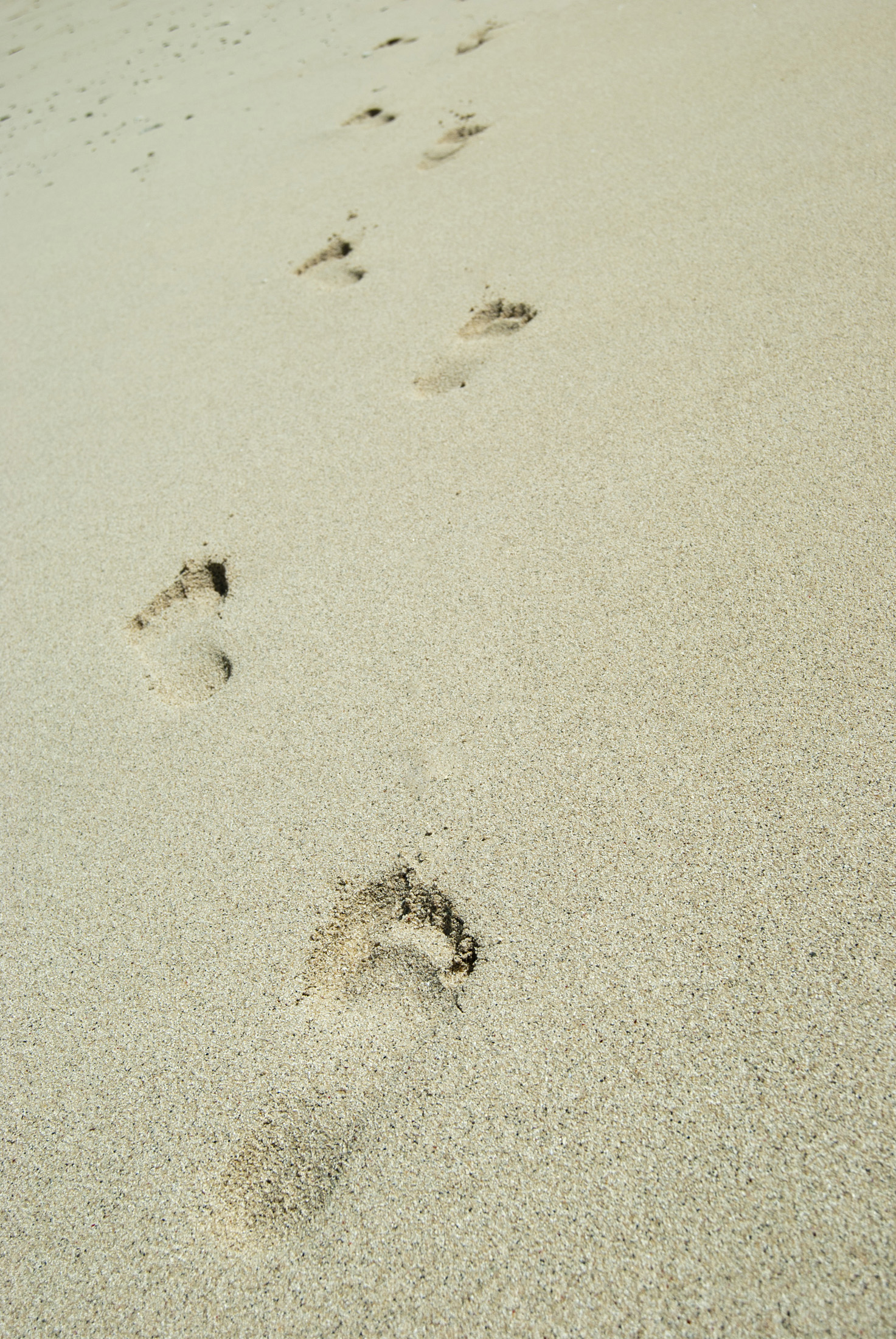 an image of Barefoot footprints on a sandy beach leading away from the camera