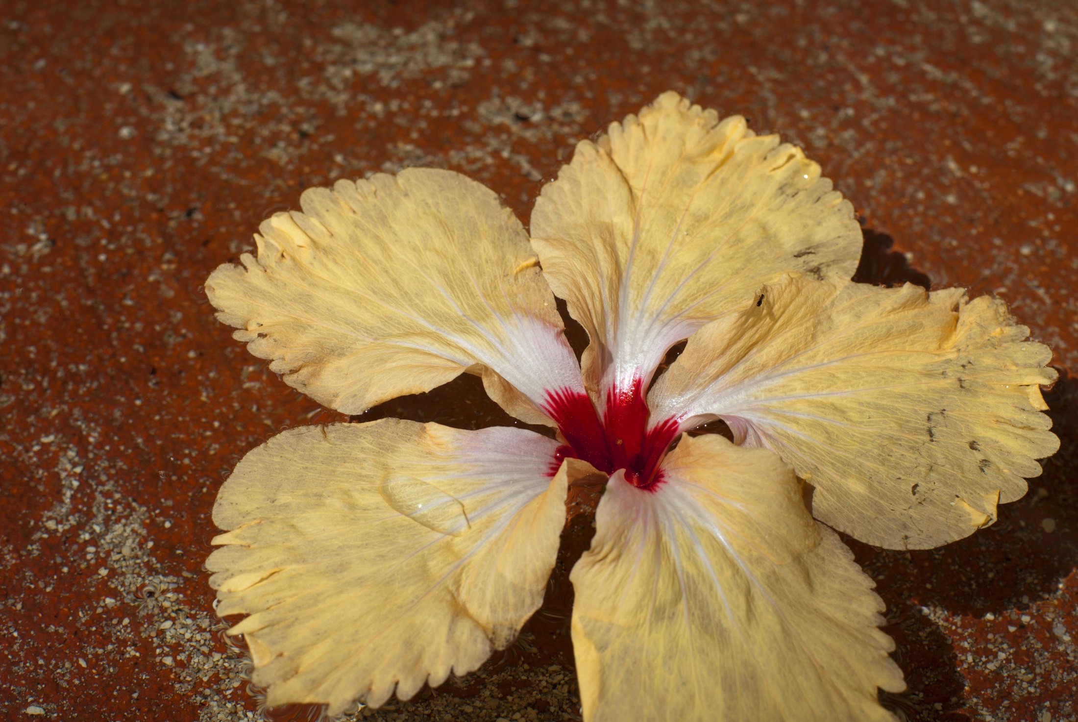 an image of Single yellow hibiscus flower, cultivated for its showy tropical blooms, lying in a foot spa