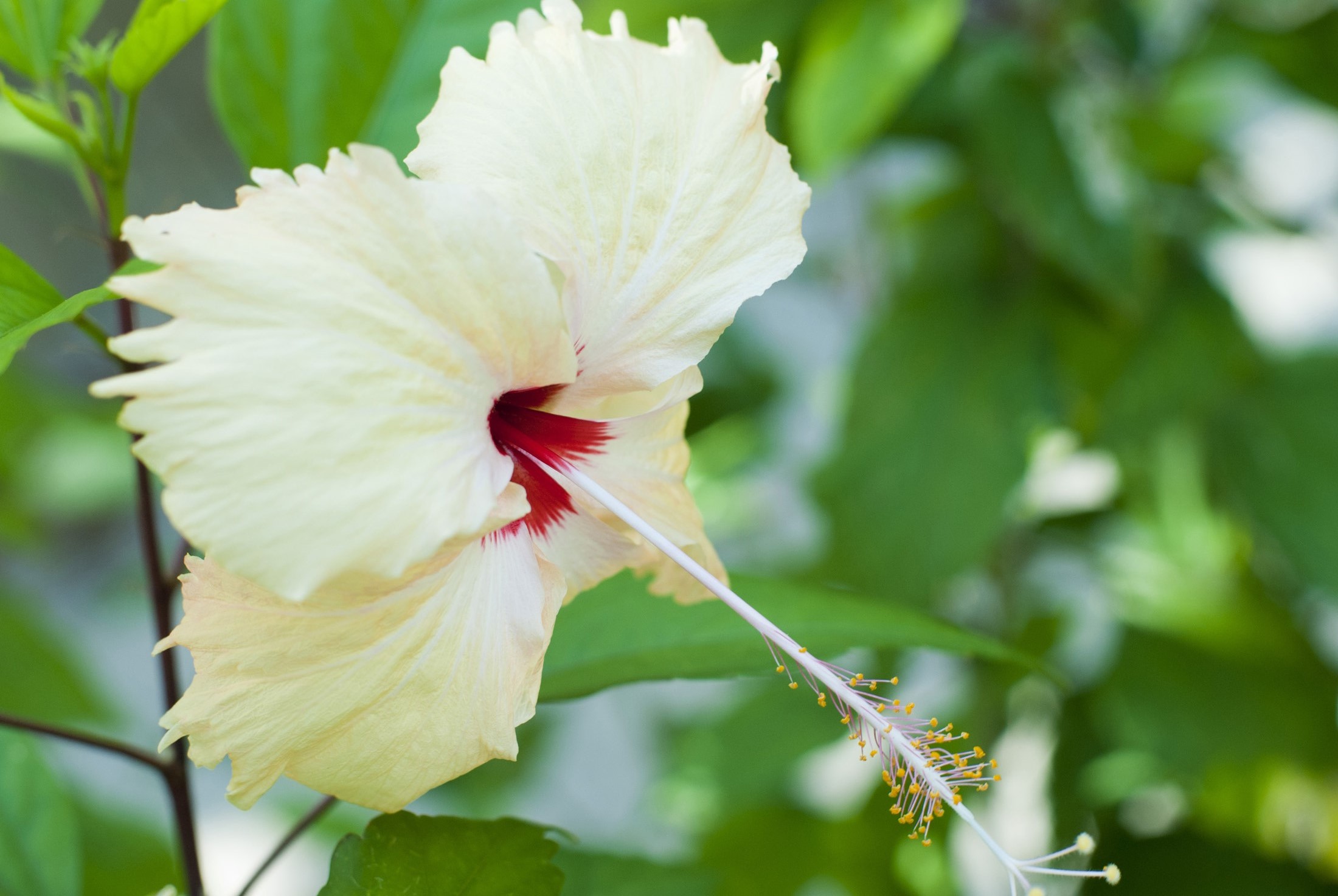 an image of Pretty yellow hibiscus flower with a red centre and long stamen growing on a shrub outdoors in a garden