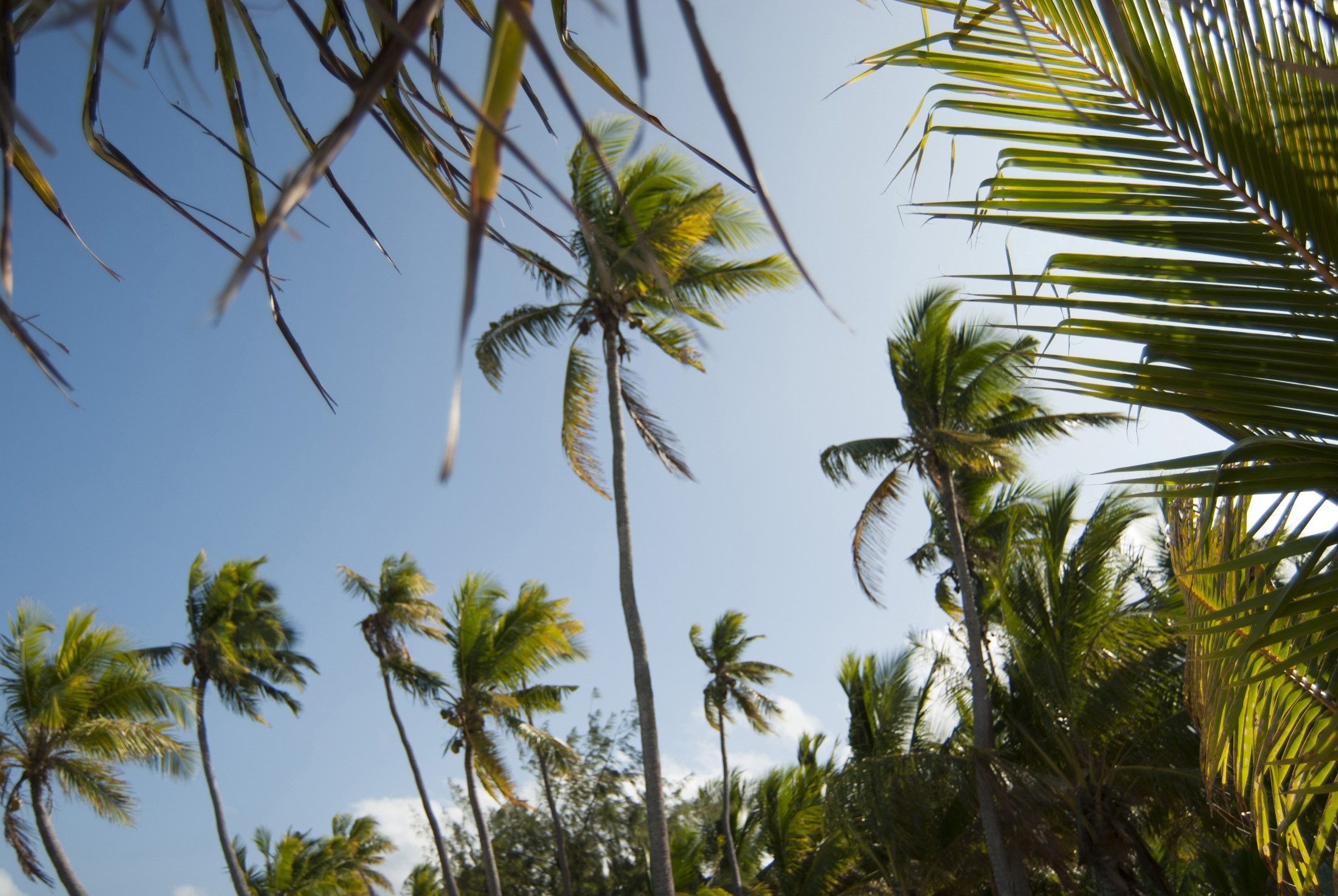 an image of Tropical palm tree background with tall crowns of fronds against a blue sky symbolic of a vacation or travel in the tropics
