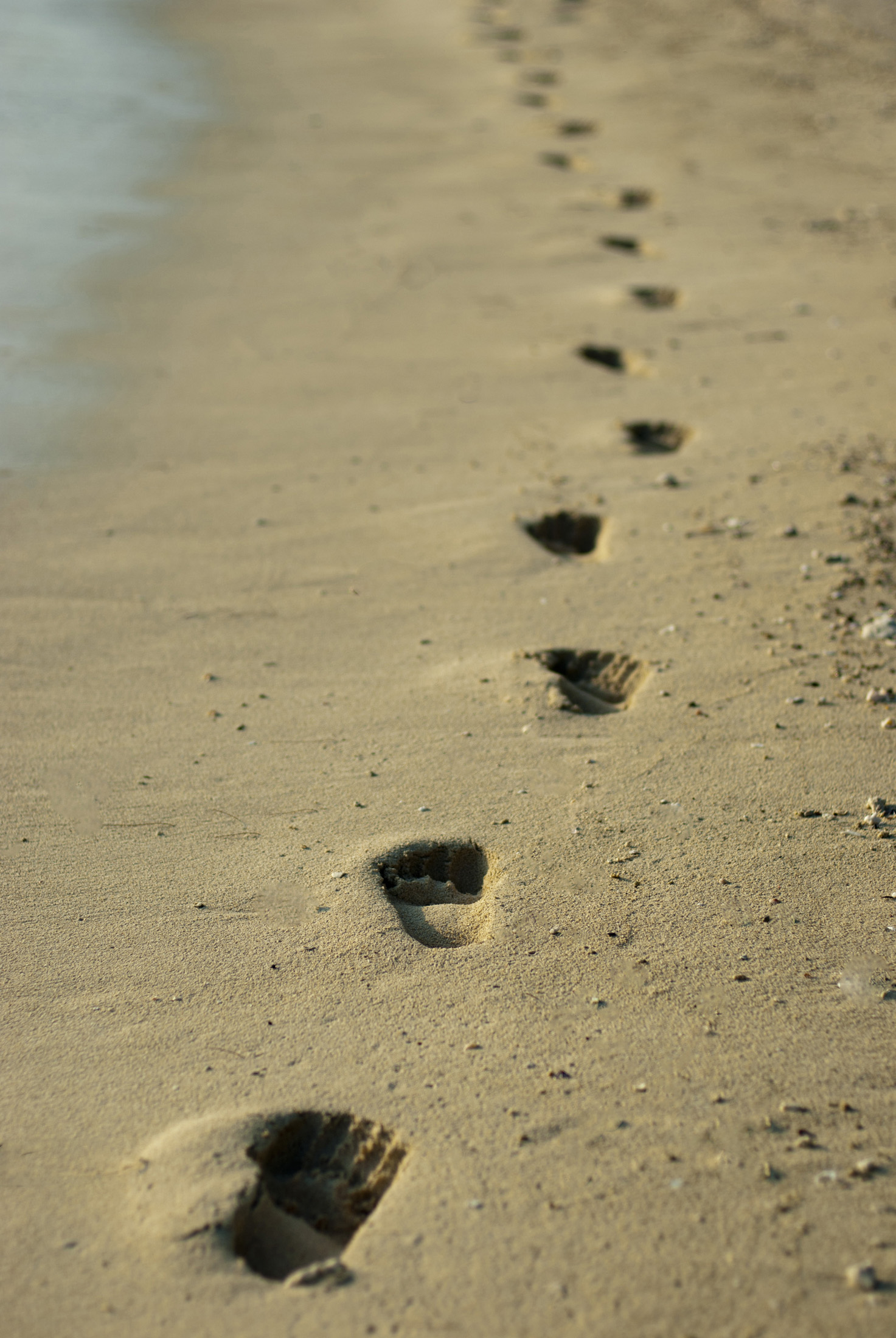 an image of Barefoot footprints alongside the sea leading away from the camera across the sandy beach