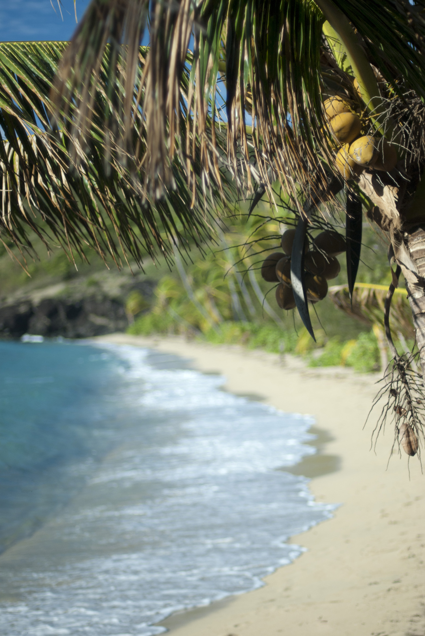 an image of View along the sandy beach of a secluded tropical bay fringed with palm trees