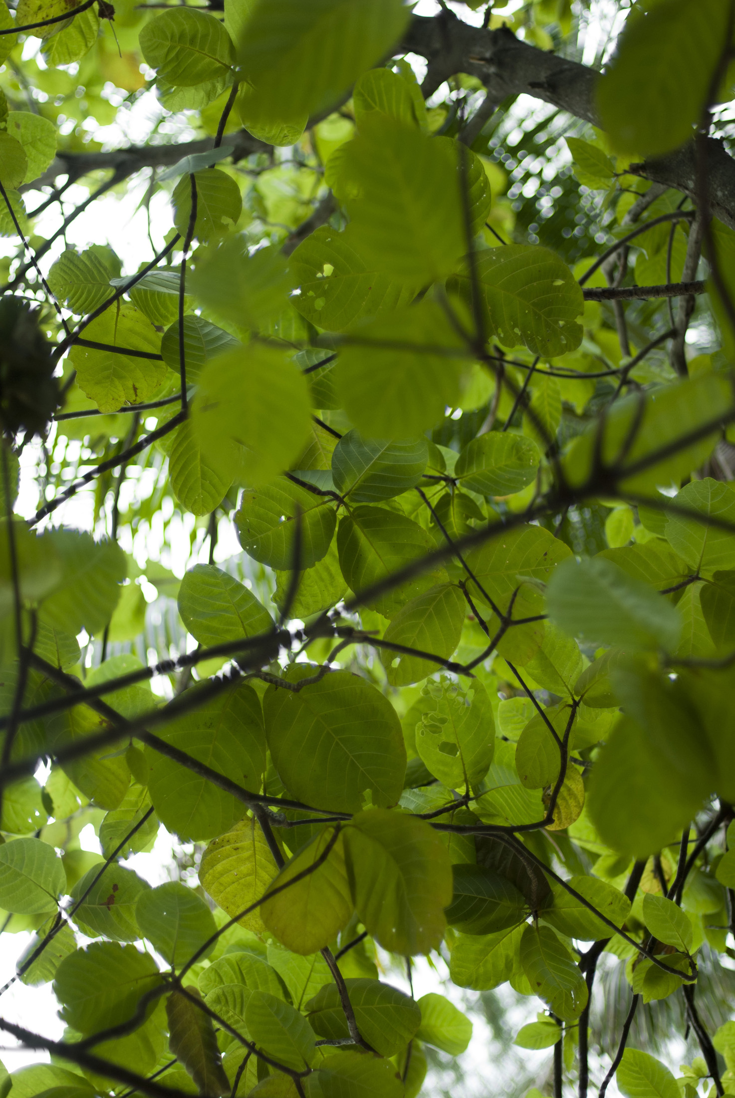 an image of Shady tree with large green leaves offering cool shade and shelter from the hot tropical sun
