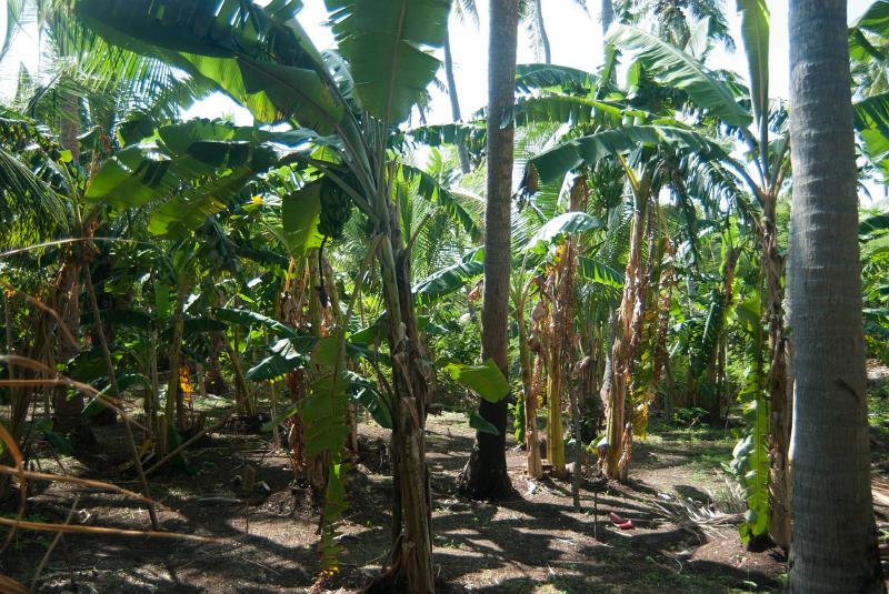 Banana palm plantation in Fiji cultivating fresh fruit on a farm for the global market