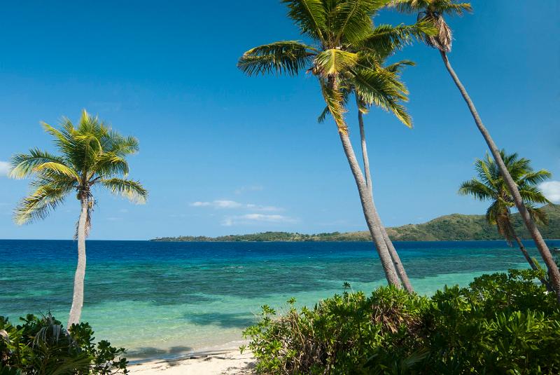 Beautiful tropical beach background with waving palm trees against a clear blue ocean