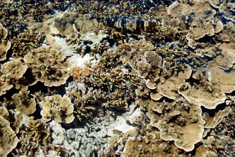 View of a coral reef in shallow water off Fiji with sponges, coral and other marine life