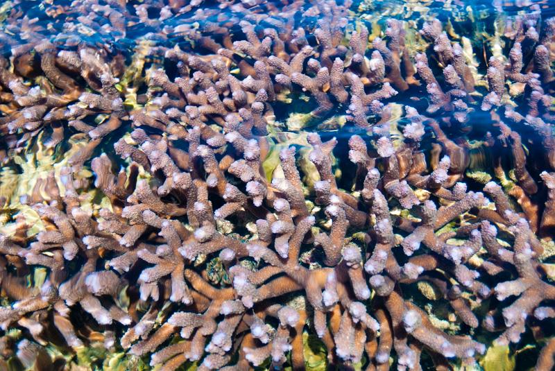 Underwater branching coral formed by polyps depositing their calcareous skeletons on an offshore reef in Fiji