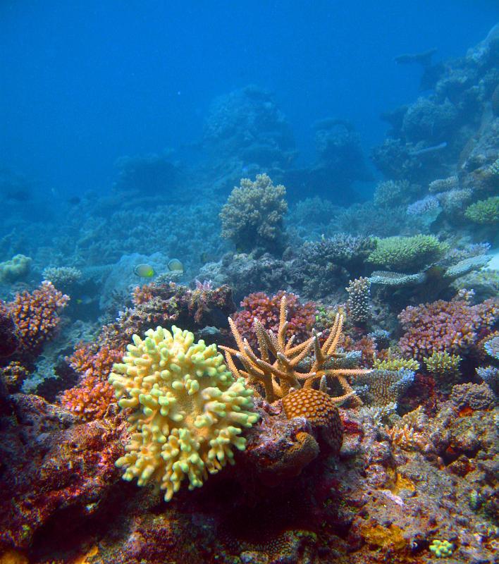 Pretty coral formations growing underwater on a shallow offshore reef in the Fijian islands