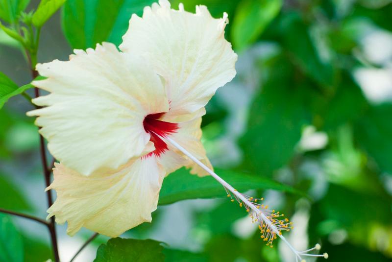 Pretty yellow hibiscus flower with a red centre and long stamen growing on a shrub outdoors in a garden