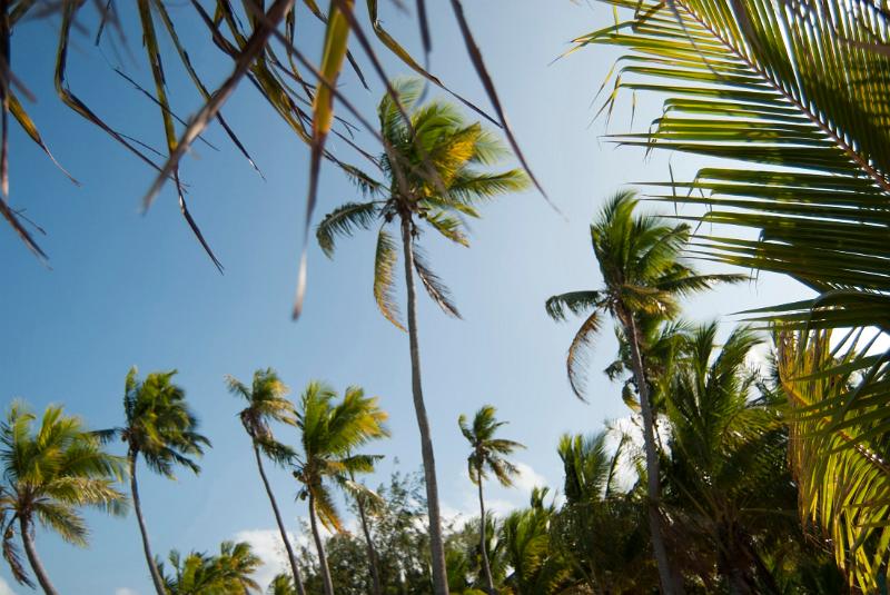 Tropical palm tree background with tall crowns of fronds against a blue sky symbolic of a vacation or travel in the tropics