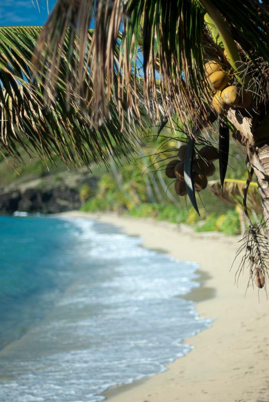 View along the sandy beach of a secluded tropical bay fringed with palm trees