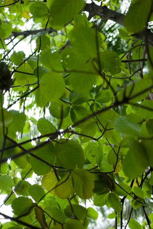 Shady tree with large green leaves offering cool shade and shelter from the hot tropical sun