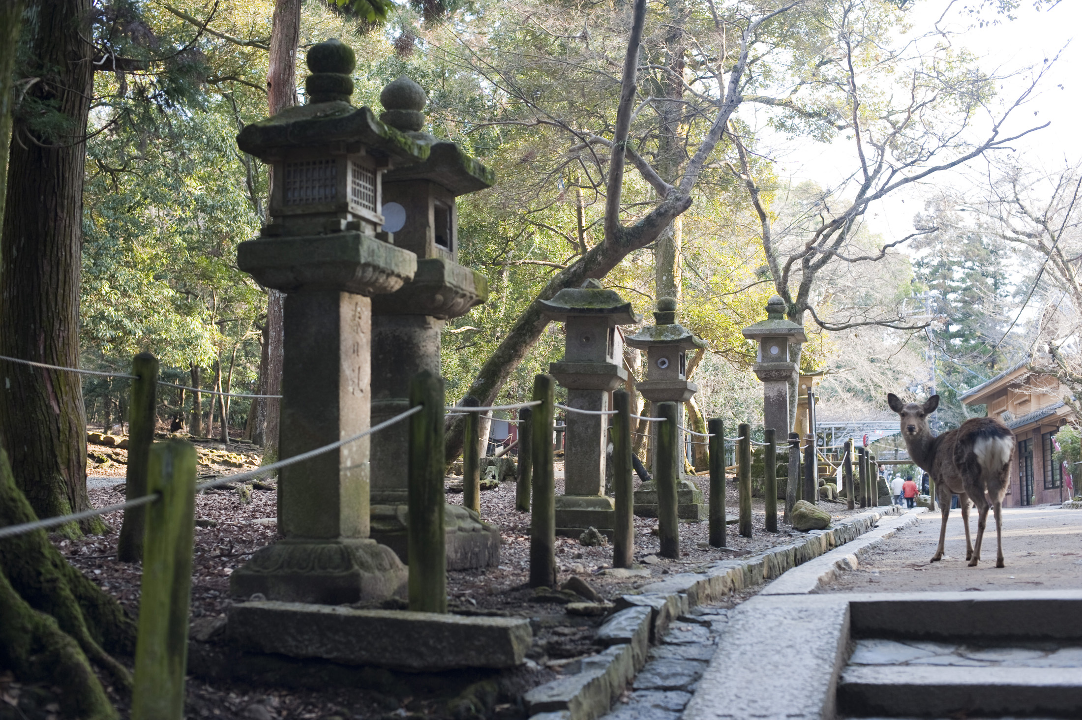 an image of A Nara Deer and a line of stone Kasuga-doÂroÂ lanterns, Nara, Japan