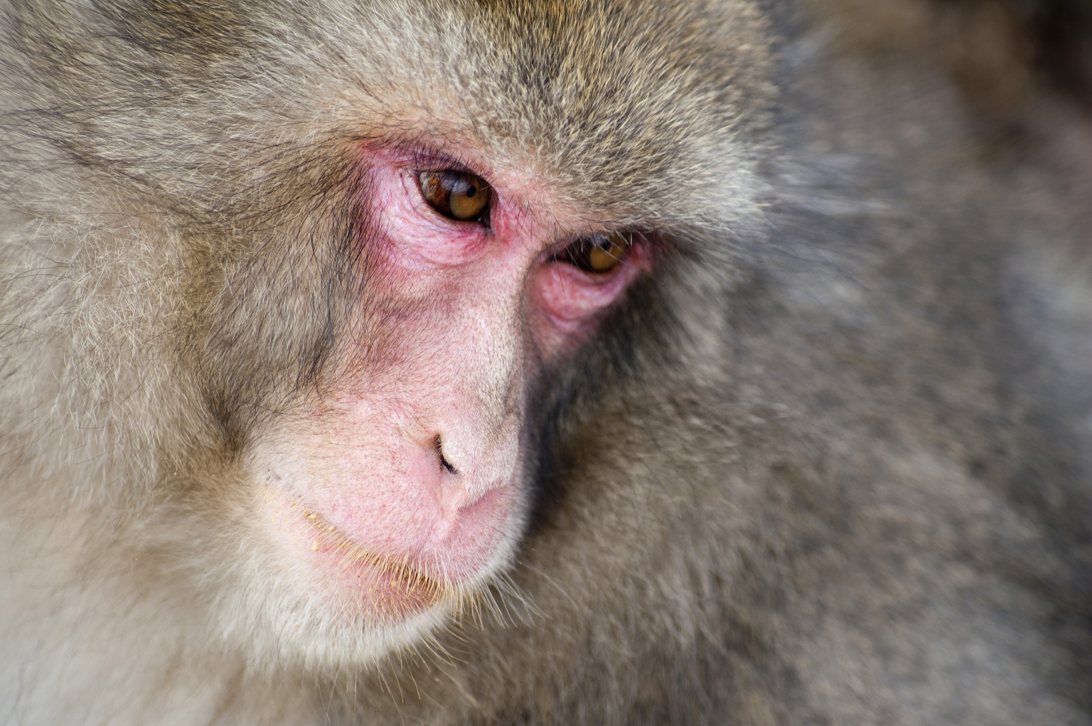 an image of close up on the face of a snow monkey