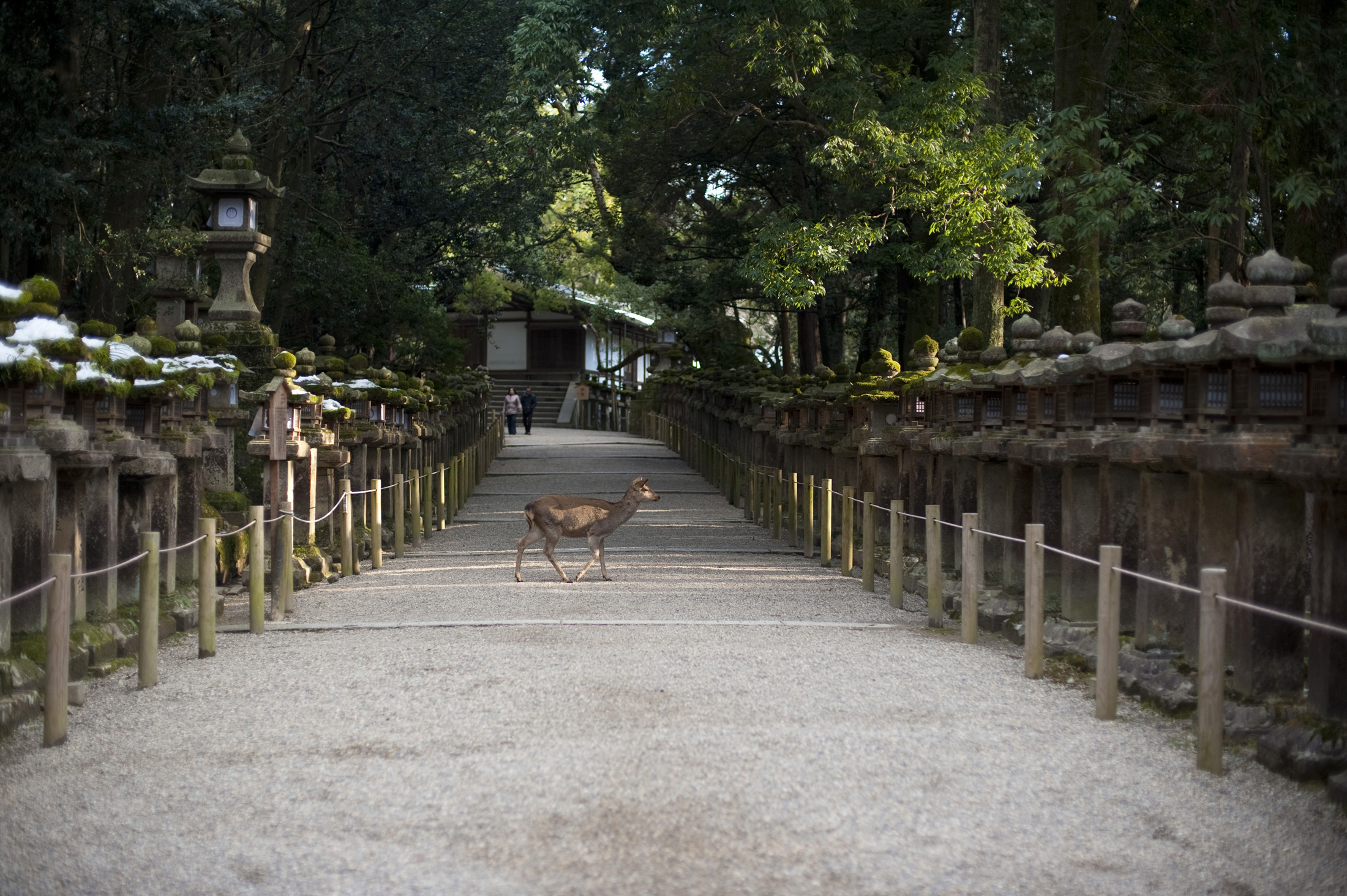an image of Wild deer roaming through the avenues of stone lanterns at Kasuga Taisha Shrine, Nara, Japan