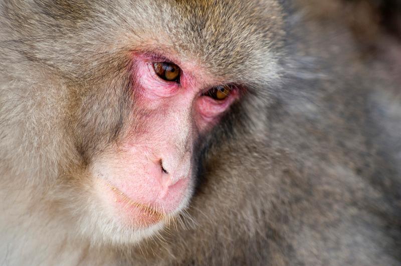 close up on the face of a snow monkey