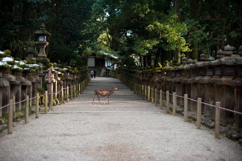 Wild deer roaming through the avenues of stone lanterns at Kasuga Taisha Shrine, Nara, Japan