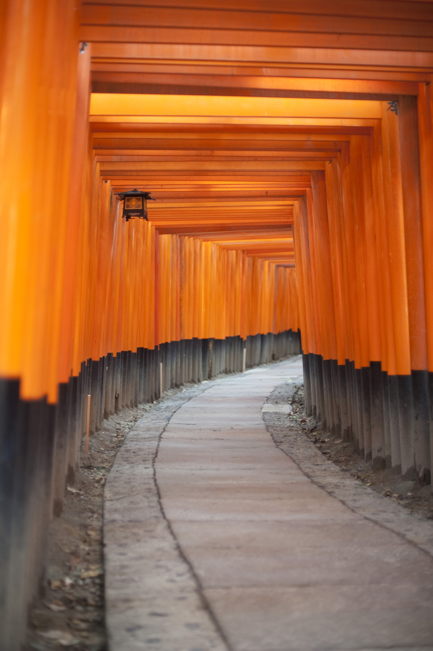 an image of an empty tunnel of torri gates at the Fushimi Inari-taisha shrine