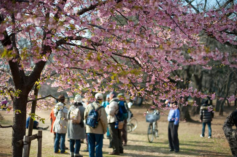Yoyogi park cherry blossom Enjoying the cherry blossom in Yoyogi Park, (Yoyogi koen) tokyo, japan