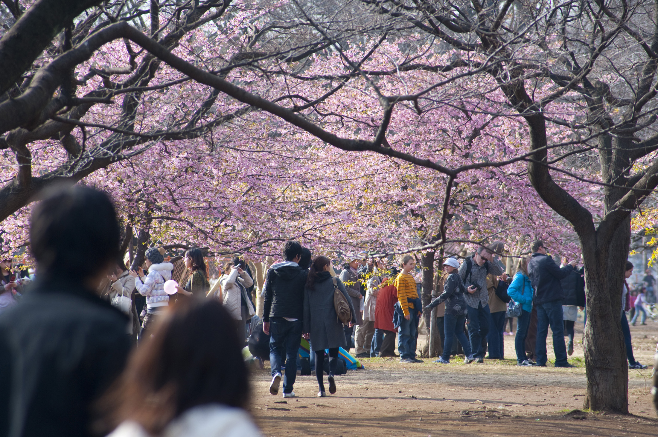 an image of People enjoying the cherry blossom in Yoyogi Park, Tokyo, Japan