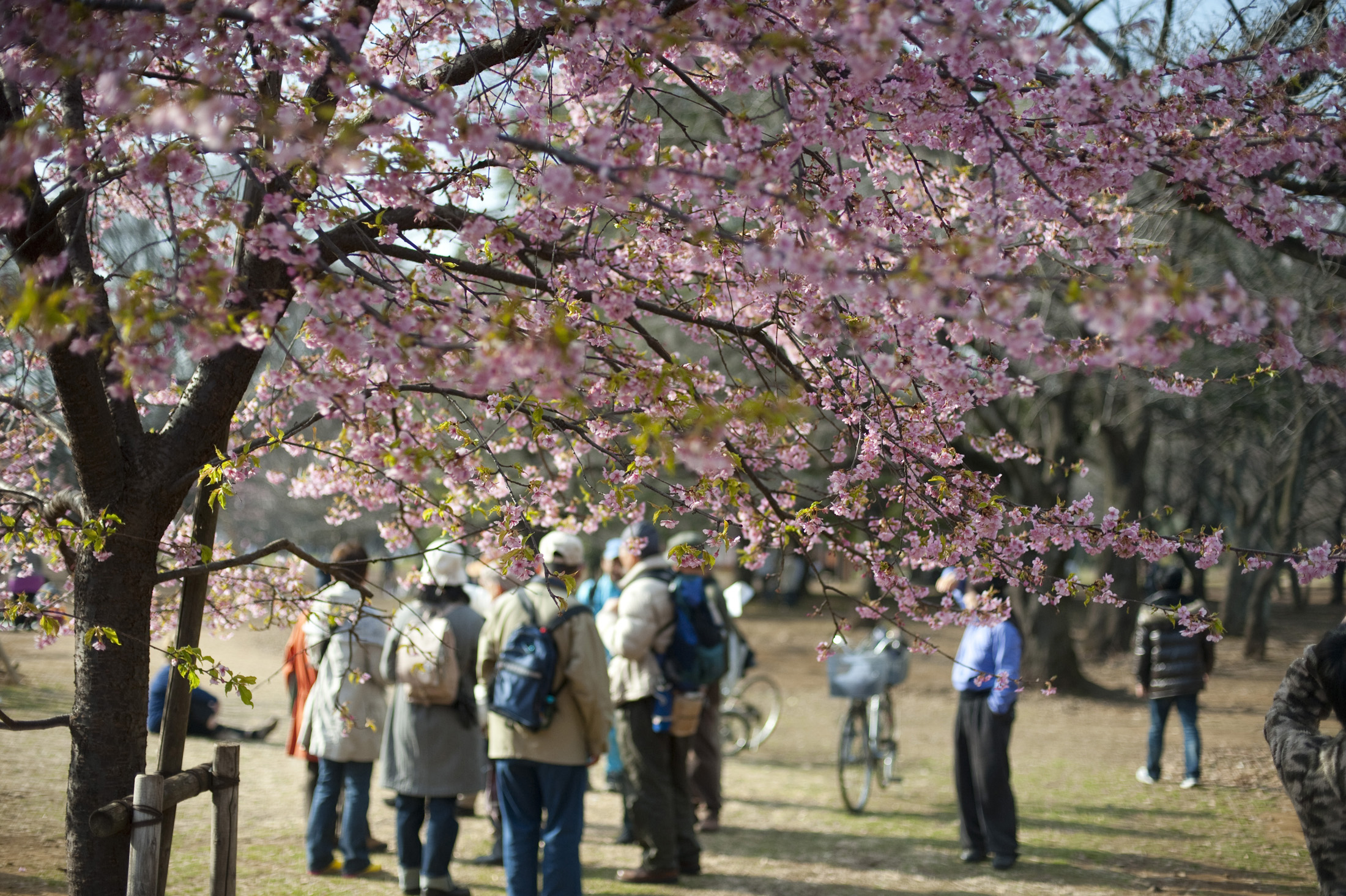 an image of Enjoying the cherry blossom in Yoyogi Park, (Yoyogi koen) tokyo, japan