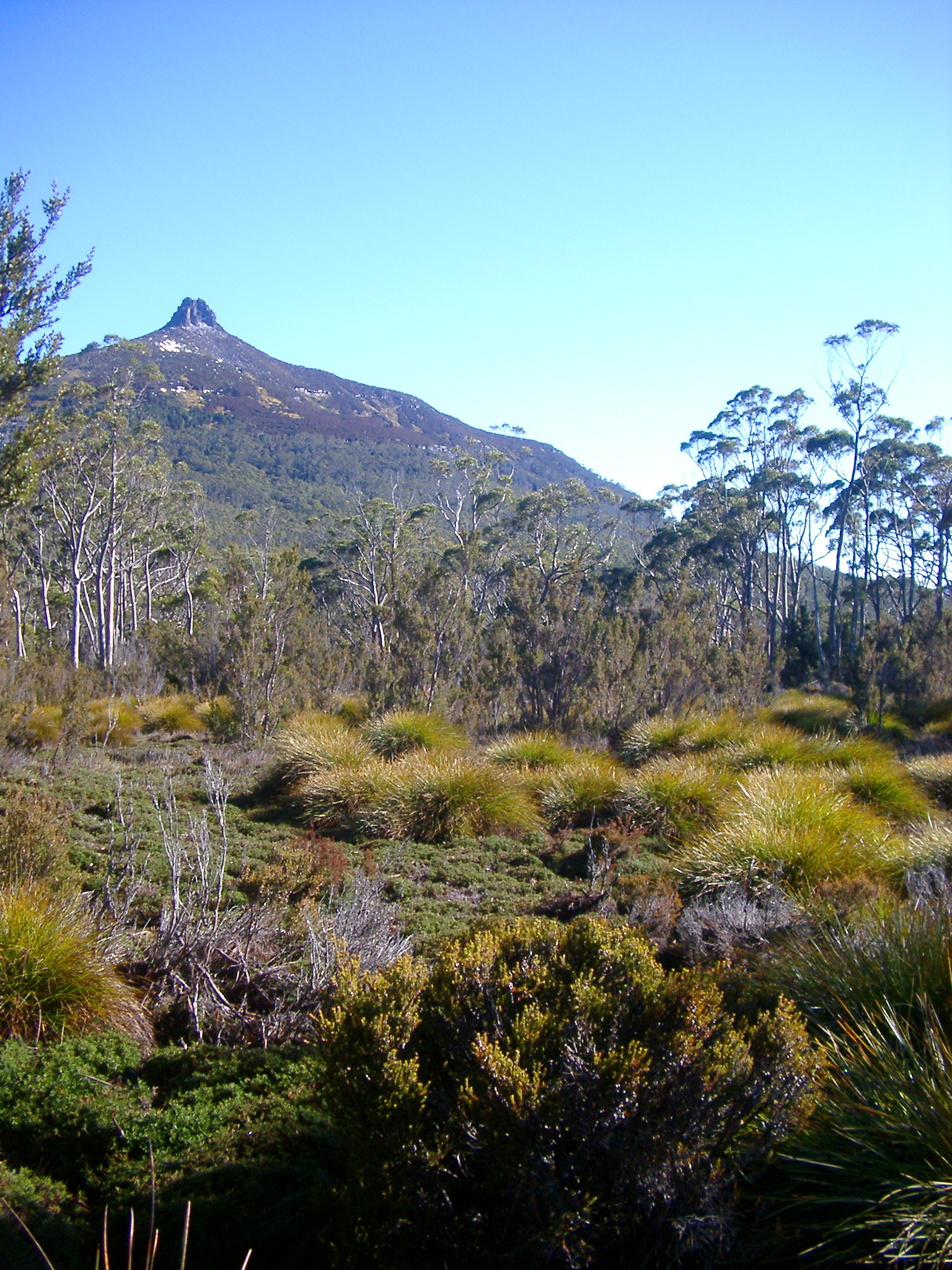 an image of Scenic landscape with button grass, trees and high mountain peaks on the Tasmania Overland Track
