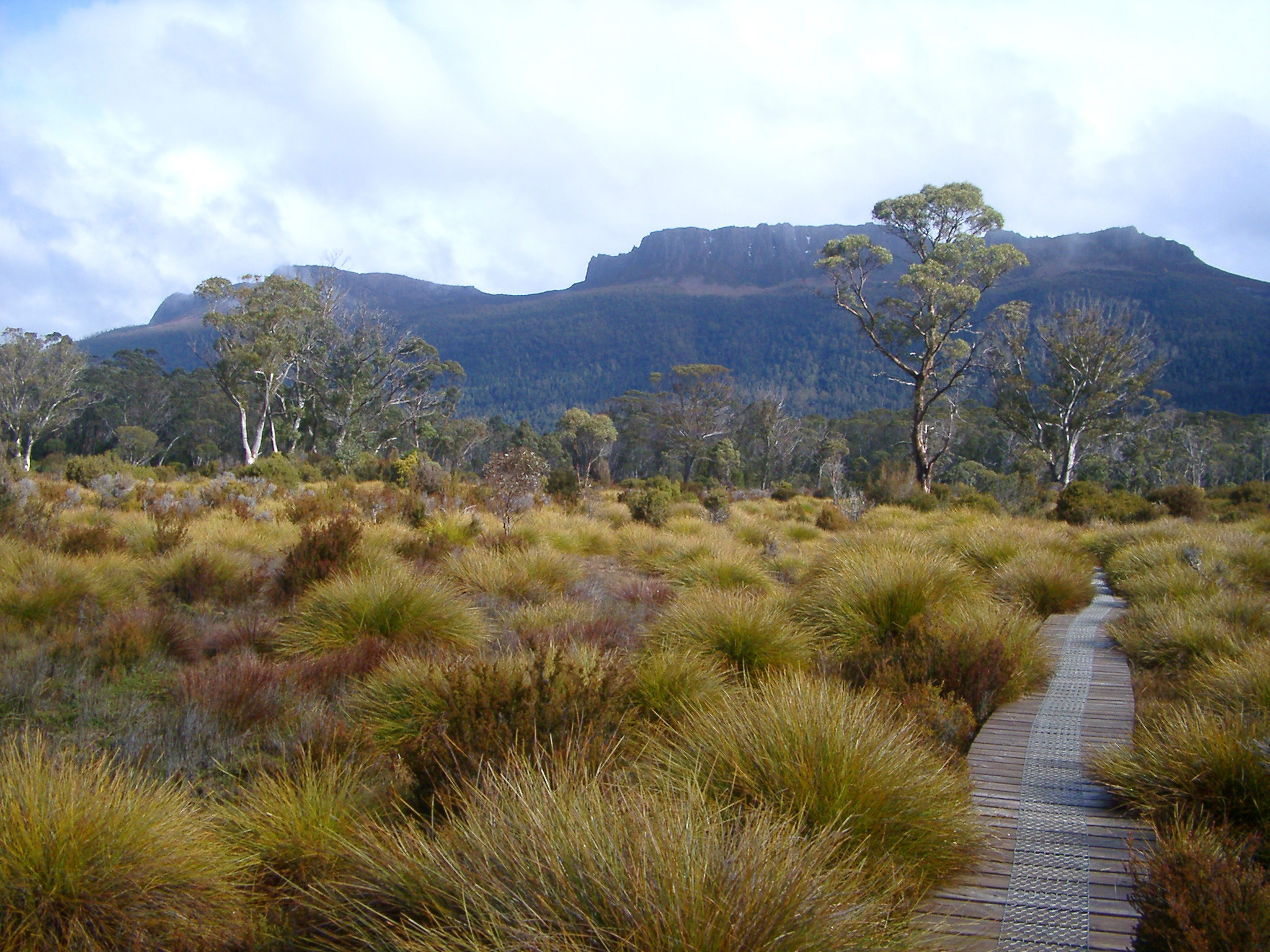 an image of Wooden boardwalk on the overland track, Tasmania, meandering through hummocks of button grass towards distant mountain peaks in a scenic landscape