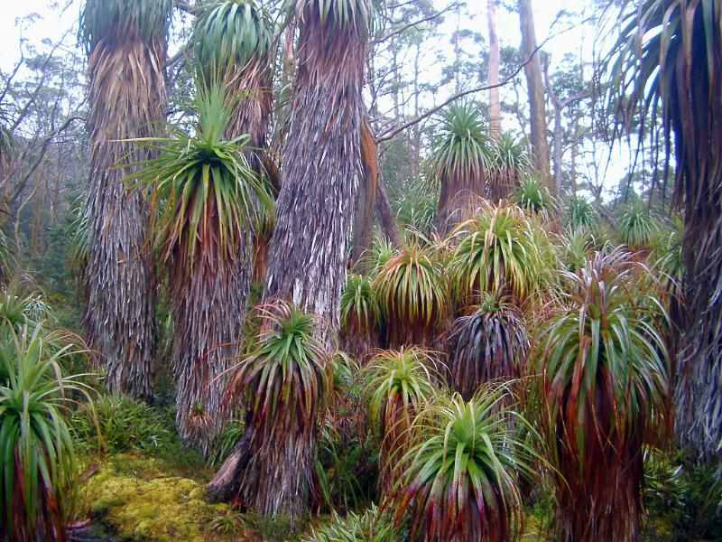 Lush Forest Vegetation in Mist, Tasmania, Australia