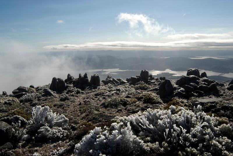 frozen plants and dolerite boulders on top of mount wellington in winter