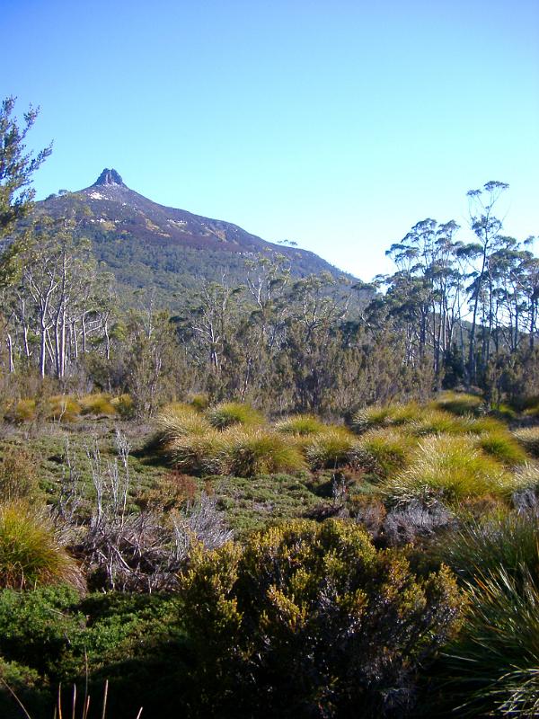 Scenic landscape with button grass, trees and high mountain peaks on the Tasmania Overland Track