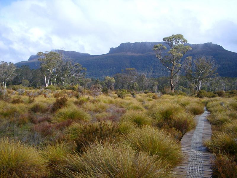 Wooden boardwalk on the overland track, Tasmania, meandering through hummocks of button grass towards distant mountain peaks in a scenic landscape