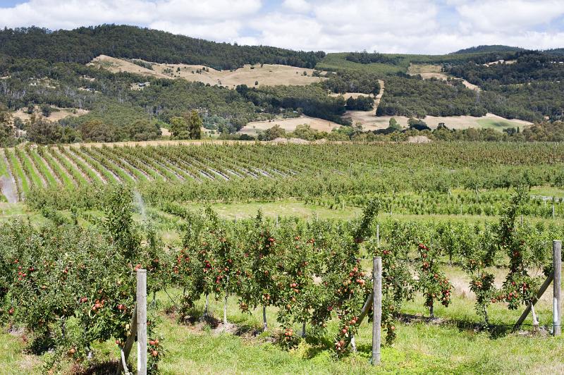 Lines and rows of green apple trees in rolling hills on a farm in Tasmania, Australia.