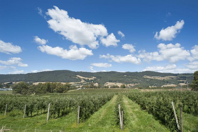 Rows and lines of apple trees on a Tasmanian farm under a blue sky with white fluffy clouds.
