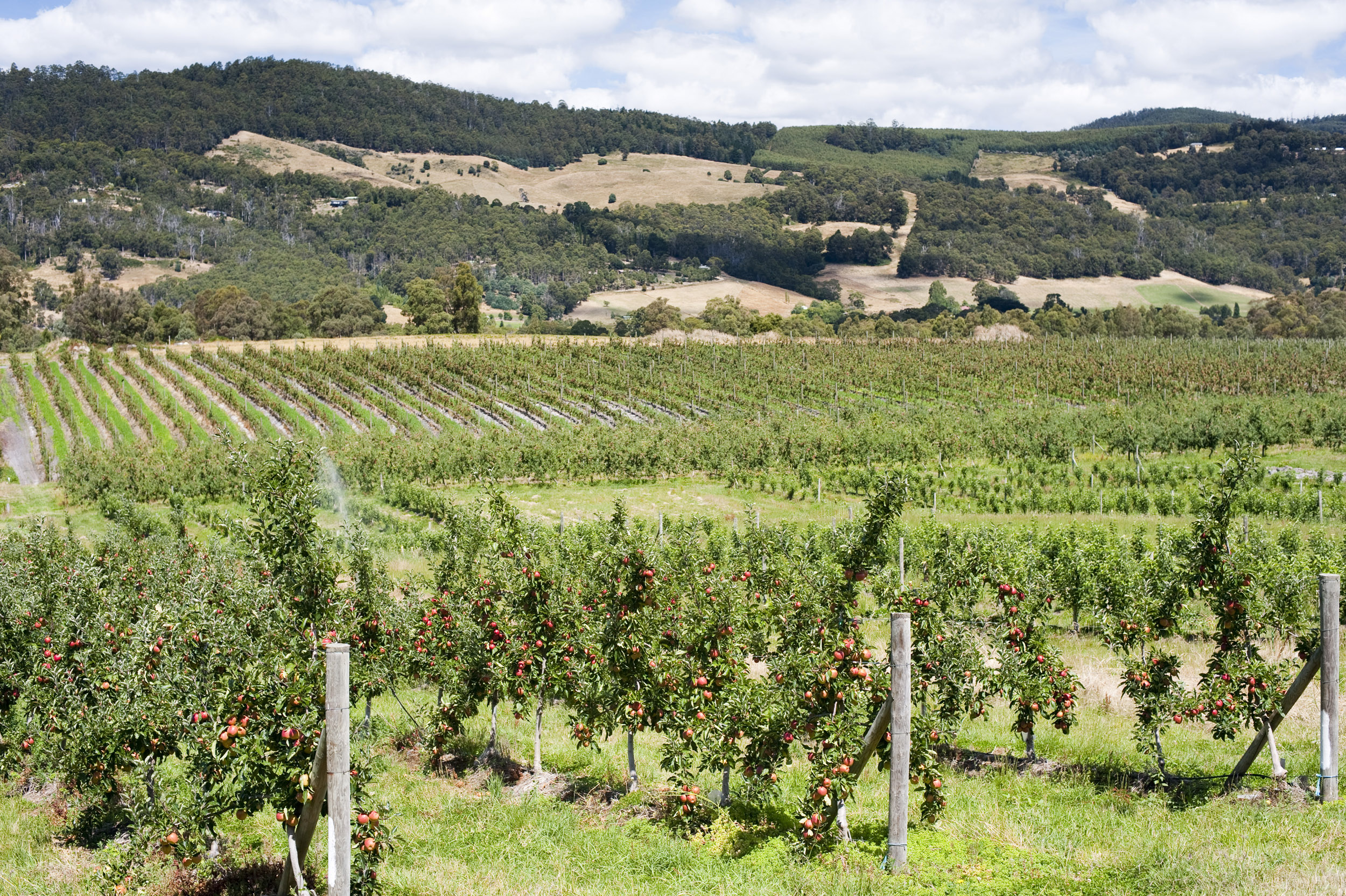 an image of Lines and rows of green apple trees in rolling hills on a farm in Tasmania, Australia.