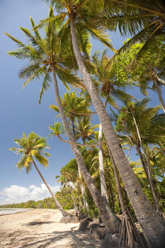 Free Stock photo of coconut palms | Photoeverywhere