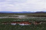 Icelandic flax growing on a remote plateau in the mountains from which linseed oil and flax fiber are obtained