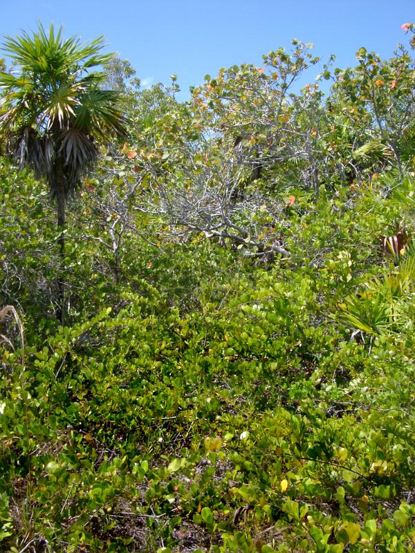 Fresh Green Grasses and Plants on Beach Side in Mexico Isolated in Sky Blue Background.